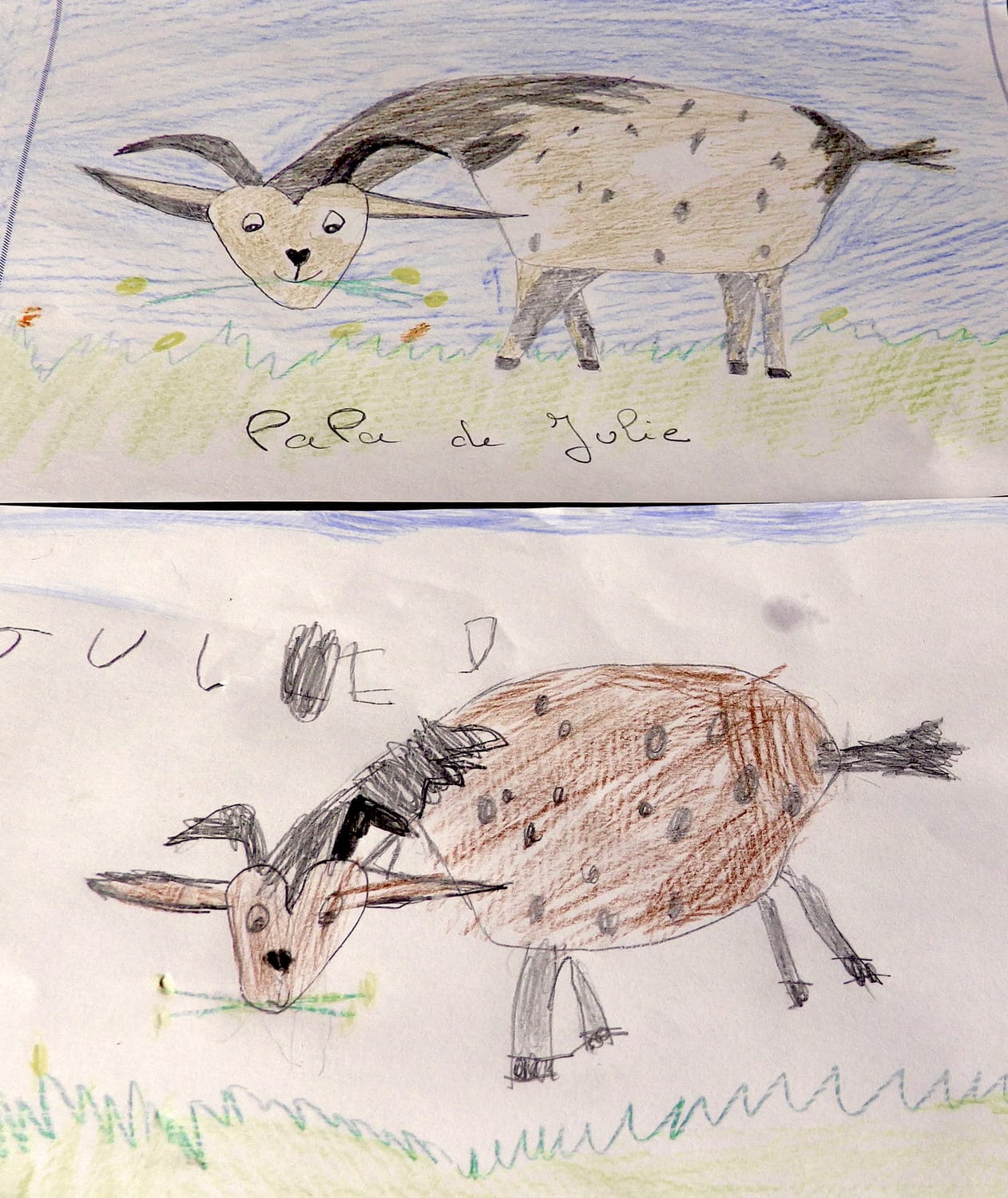 Dessin de chèvre par le papa de Julie