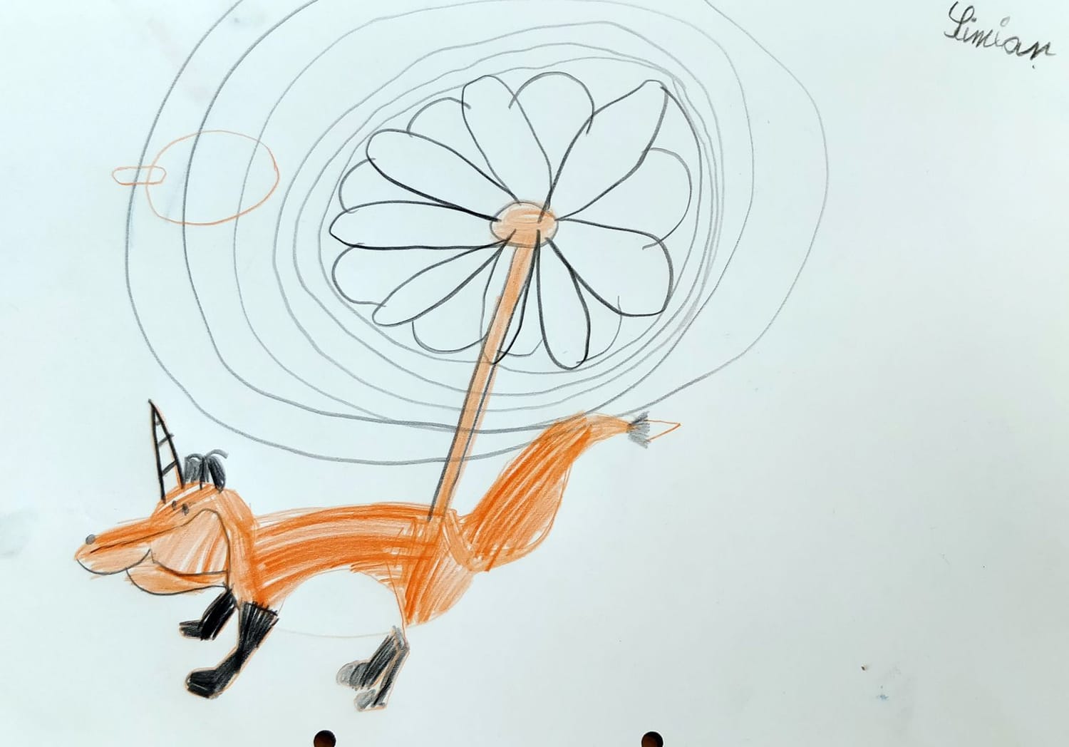 Le fameux renard hélicoptère