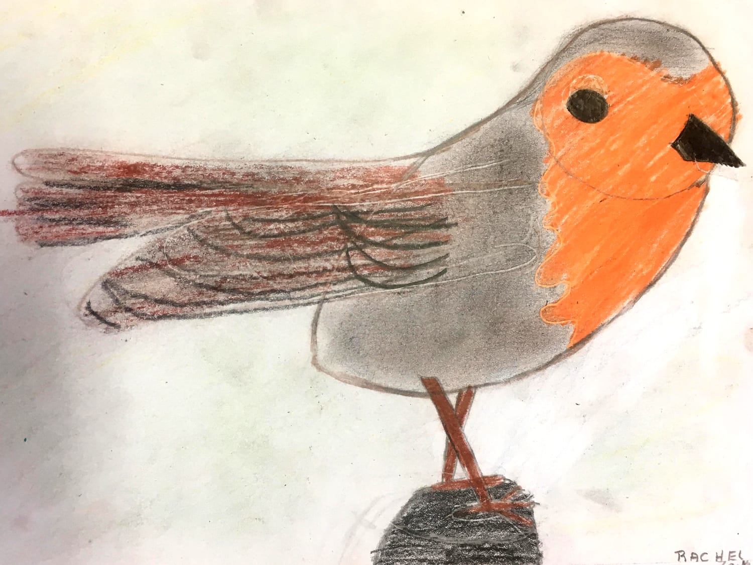 Dessin de rouge-gorge