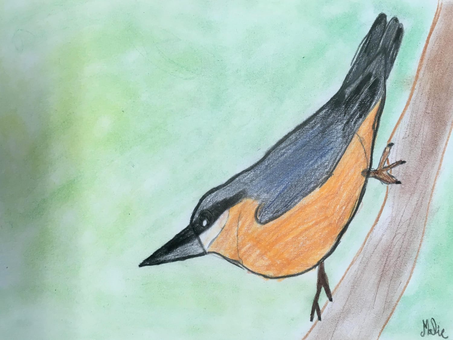 Dessin de sittelle par Malie